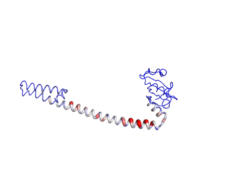 Atomic fluctuation, represents the amplitude of the absolute atomic motion across the protein, where blue is low, white is moderate and red is high, and with varying thickness depending on magnitude